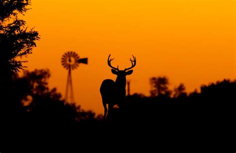 Texas Wildlife | Texini | Texas Lifestyle