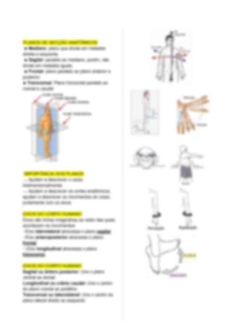 SOLUTION Resumo Introdu O Anatomia Humana Studypool