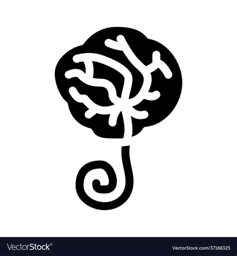 Placenta Human Icon Glyph Royalty Free Vector Image