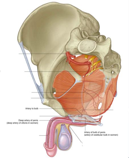 A Internal Pudendal Artery Cont D Diagram Quizlet