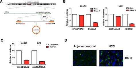 Identification Of A New Circslc3a2 In Hcc Cells A The Genomic Loci Of Download Scientific