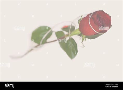 Red Rose Pattern Or Backgound Love And Passion Rose Flower Rose T