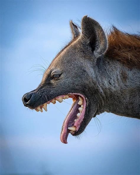 Pin On N A T U R A Hyena Nature Photography Animals Animal Photography