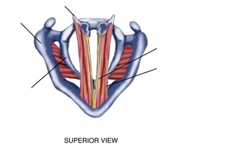 Laryngeal Cartilages Diagram Quizlet