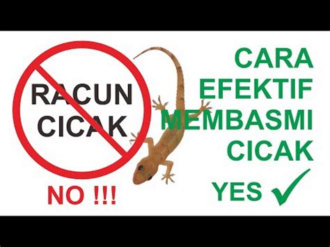 Review Racun Cicak Dan Cara Membasmi Cicak Denga Cara Efektif Dan Murah