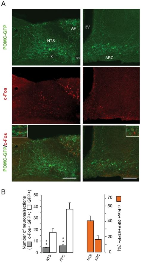 A Representative Photomicrographs Of Pomc Gfp Green And C Fos Red