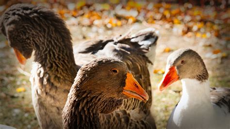 Geese Pomeranian Goose Market Free Photo On Pixabay Pixabay