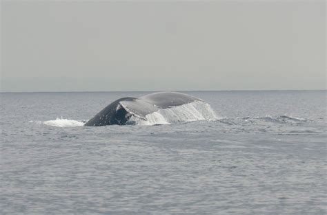 Jan Axel's Blog: Whale watching trip to the Pearl Islands