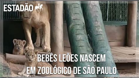 Bebês leões nascem em zoológico de São Paulo veja primeiros passos dos