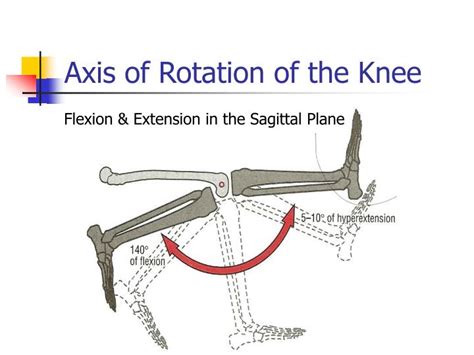 Ppt Kinesiology Of Athletic Movement Kicking Powerpoint Presentation