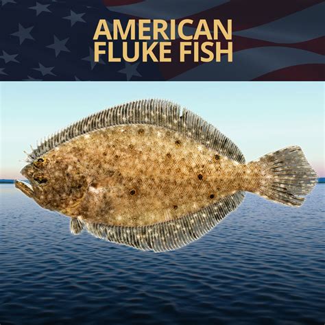 Americans Favorite Fluke Fish Fishing Nice