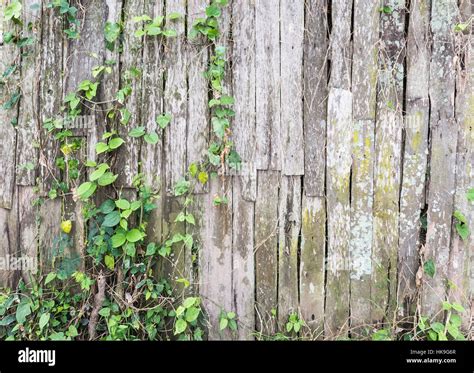 Old Log Fence With The Ivy Of The Countryside Village In Thailand Stock