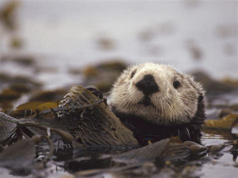 Sea Otter Wallpapers - Wallpaper Cave