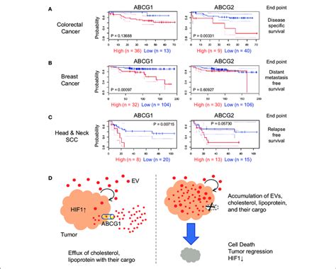 Correlation Of Abcg G Expression Levels With Cancer Prognosis