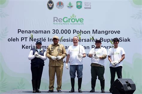 Nestl Dan Brgm Berkolaborasi Dalam Rehabilitasi Mangrove Di Siak News