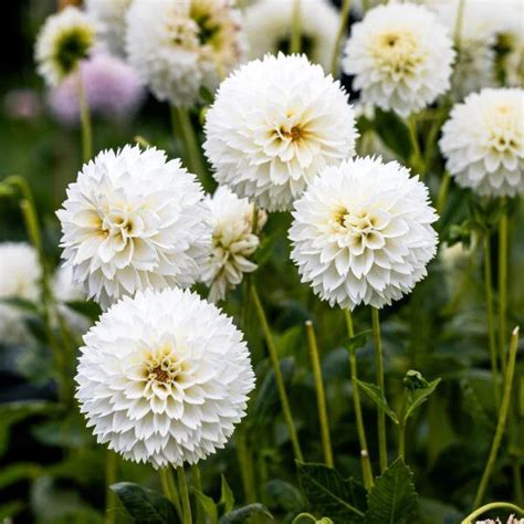 Dahlia Myama Fubuki Feh R D Lia Florapont