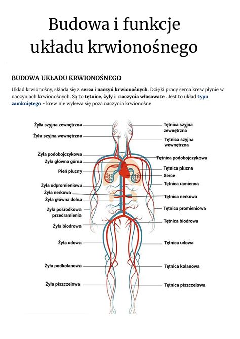 Budowa I Funkcje Uk Adu Krwiono Nego Budowa I Funkcje Uk Adu