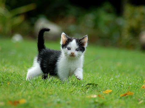 Katzen Geschlecht Erkennen Katze Oder Kater So Findest Du Es Raus