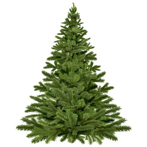 quality field grown trees  morriston fl