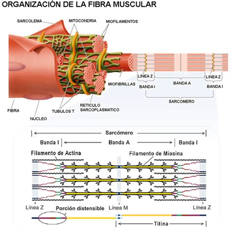 ¿qué Es La Contracción Muscular Hipertrofia Muscular