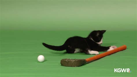 Why Kittens Cant Golf Youtube