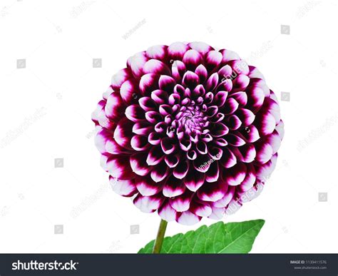 Dahlia Flower Hybrid Edinburgh Pom Pom Stock Photo Edit Now 1139411576