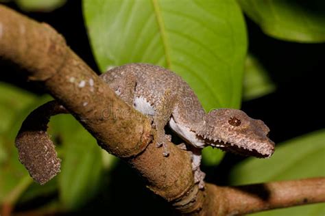 Gecko Feuille Coup La Queue Fimbriatus D Uroplatus Madagascar Photo