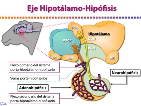 Eje hipotalámico hipofisario gonadal en he Mind Map