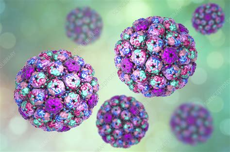 Polyoma BK Virus Illustration Stock Image F022 4342 Science