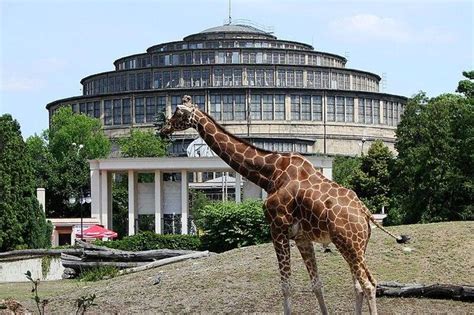 Planujecie Odwiedzić To Najlepsze Zoo W Polsce Sprawdźcie Ceny I