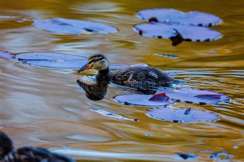 Wild Duck Swimming In Lake Water Birds In Park Stock Photo Image Of