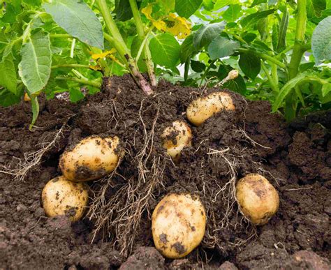 How To Prepare Potatoes For Planting Chicago Land Gardening