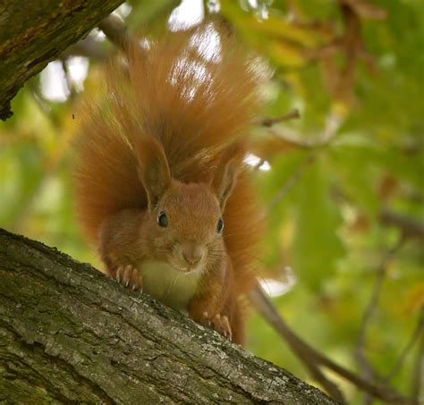 Red Squirrel Red Squirrel Sciurus Vulgaris Looking Downw Flickr