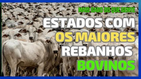 Os Estados Os Maiores Rebanhos De Gado Bovino Do Brasil Youtube