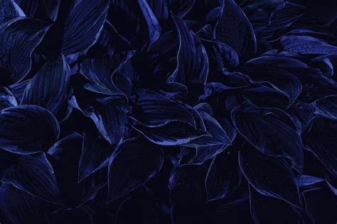 Màu Xanh Navy đẹp Mắt Navy Blue Background Aesthetic Cho Các Hình Nền
