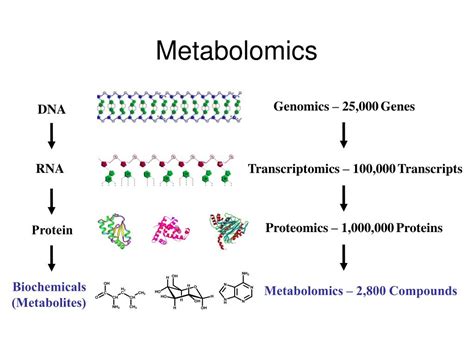 Ppt Metabolomics Powerpoint Presentation Free Download Id 6350597