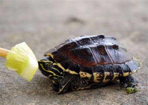 What Do Baby Turtles Eat Food Ideas And Nutrition Tips Lovetoknow Pets