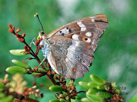 Apatura Ilia Insecta Lepidoptera Nymphalidae