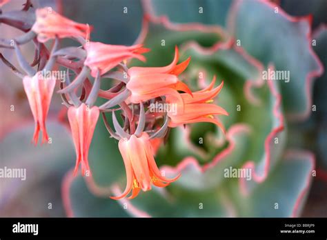 Echeveria Afterglow Flower Stock Photo Alamy