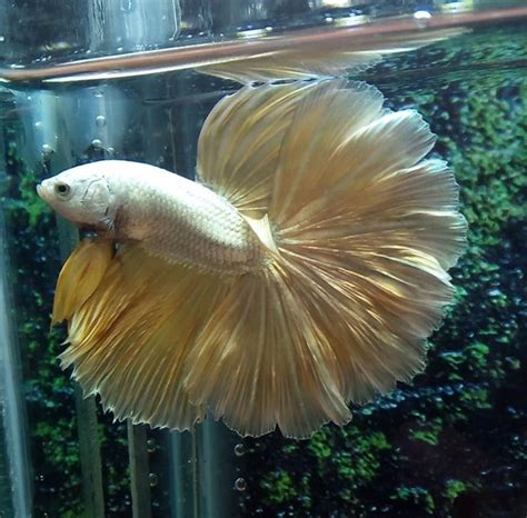 Gold Betta Fish Hm Gold Dragon Halfmoon Betta Betta Freshwater