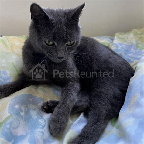 Lost Cat Grey Cat Name Withheld Greenford Area Ealing