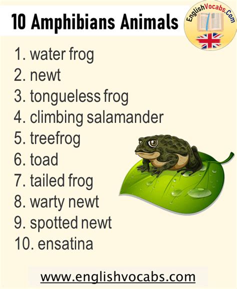 10 Amphibians Animals Name List - English Vocabs