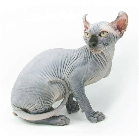 Elf Cat Breed: The Ultimate Guide To Owning This Rare Pet