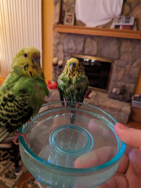 Wet Floof Rparrots