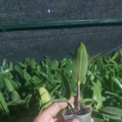 Jual Anggrek Dendrobium Black Mamba Shopee Indonesia