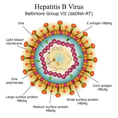 Hepatitis B Symptoms Treatment Causes What Is Hepatitis B