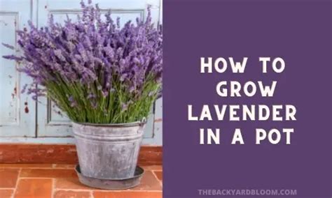 How To Grow Lavender In A Pot The Backyard Bloom