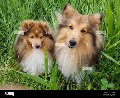 Sheltie Shetland Sheepdog Mini Collie Stock Photo Alamy