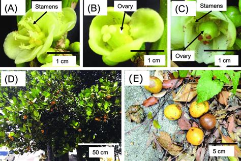 Flowers And Fruits Of The Different Sex Types Of G Subelliptica A