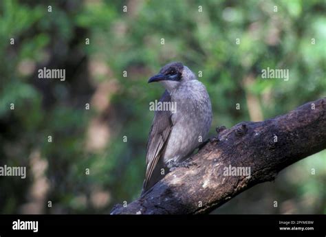 Australian Leatherhead Hi Res Stock Photography And Images Alamy